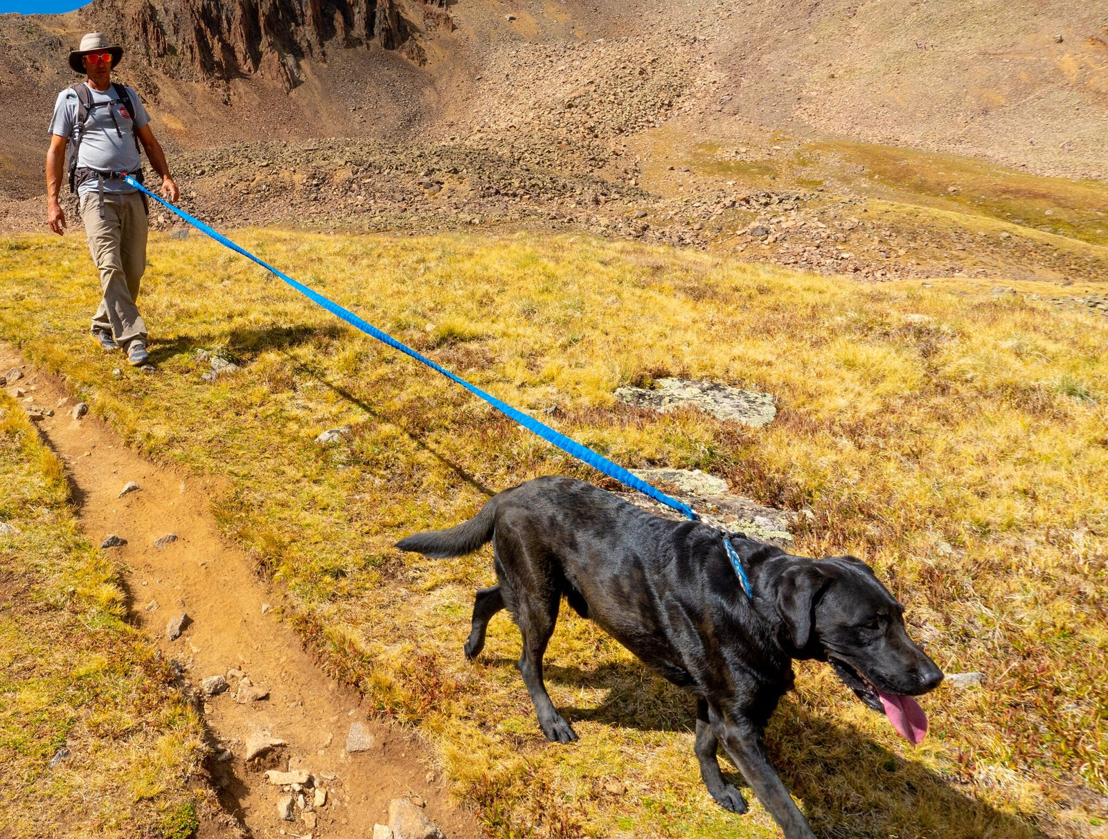 Dog Leash, All colours