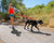 Red dog leash used whilst running